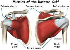 rotator cuff injuries and fractures in car accidents 